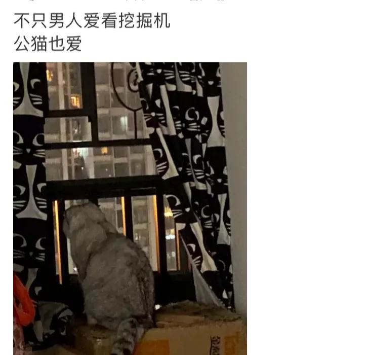 痴迷挖掘机的小男孩,为什么小男孩都喜欢挖掘机