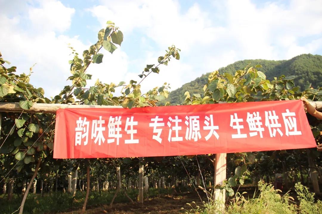 原产地直发打通绿色通道，韵达快递助力眉县猕猴桃走出去