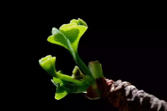 造型极美的盆景一起来欣赏,一组风吹出来的盆景欣赏动感十足