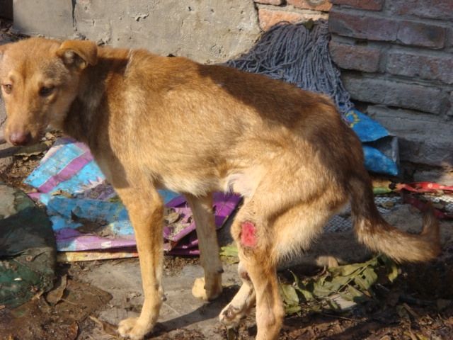 狗狗生病要死之前的表现,狗狗临死前有哪些症状和表现