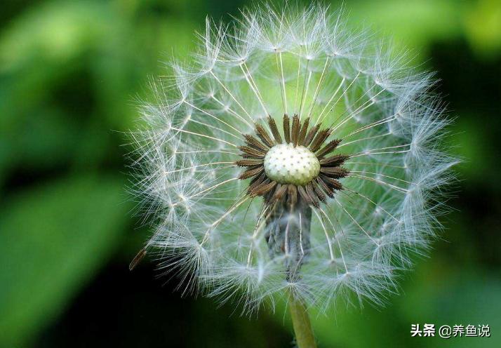 鱼缸为什么不推荐水草种子,水草种子种出来的水草真的不行吗