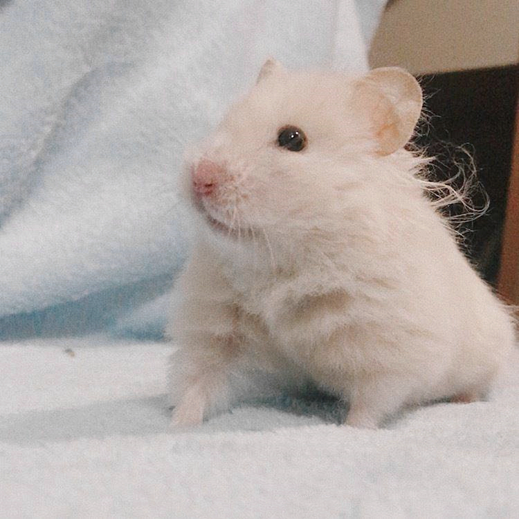 仓鼠试吃肥宅快乐水，因味道太好表示还要喝，但主人坚决不喂