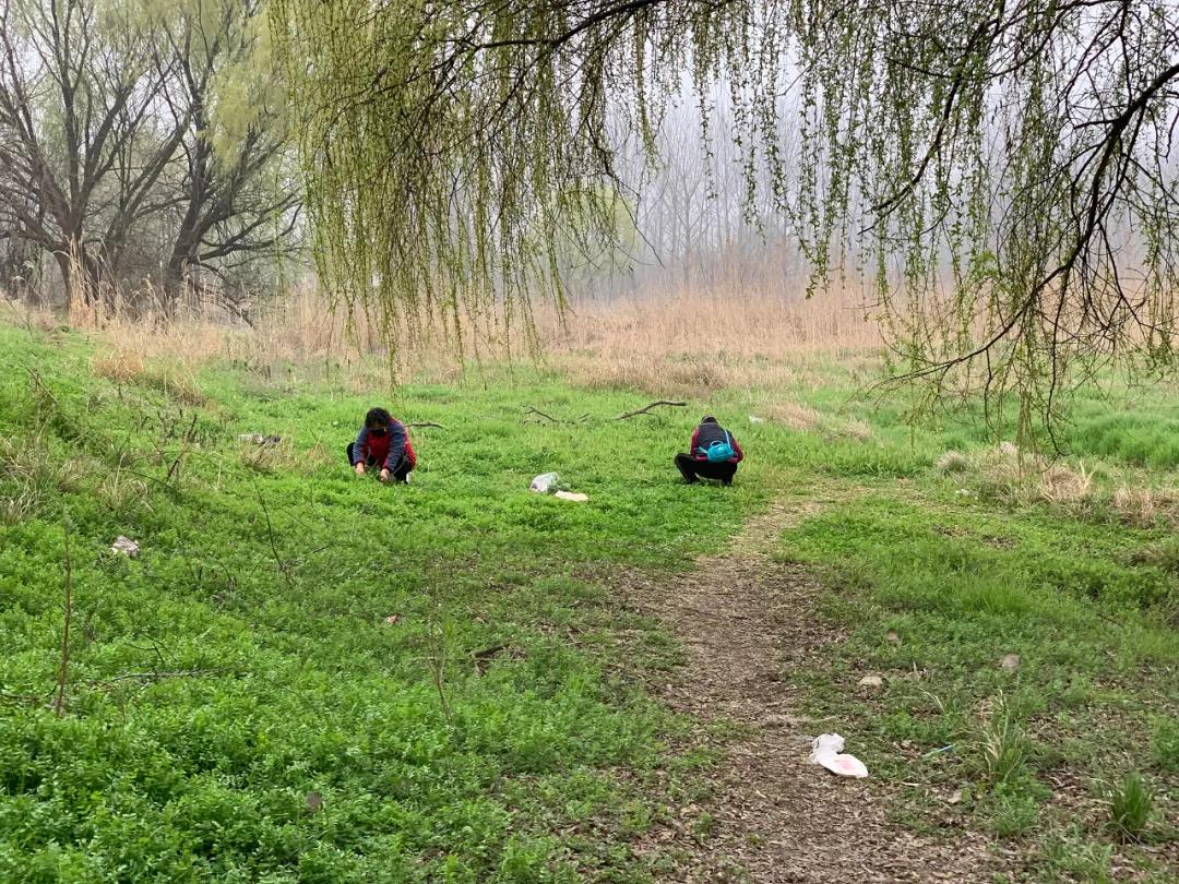 南京城市野菜猎人实录