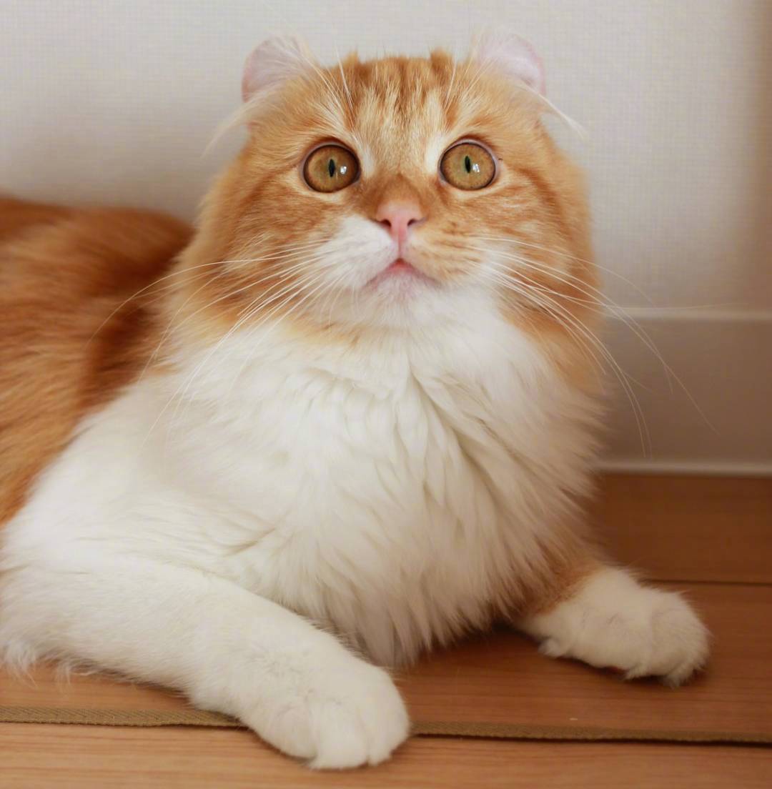 又骗我养猫系列｜长得像大橘的卷耳猫