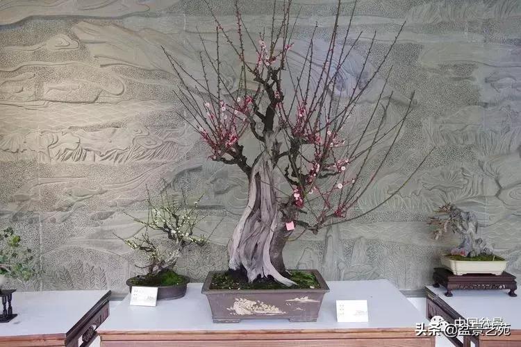 赏梅花十首最好的诗,最经典的梅花十绝