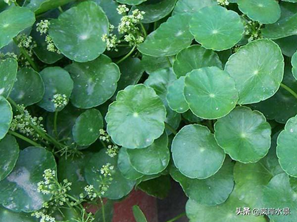 水草造景前景草,岚岸鱼缸造景图