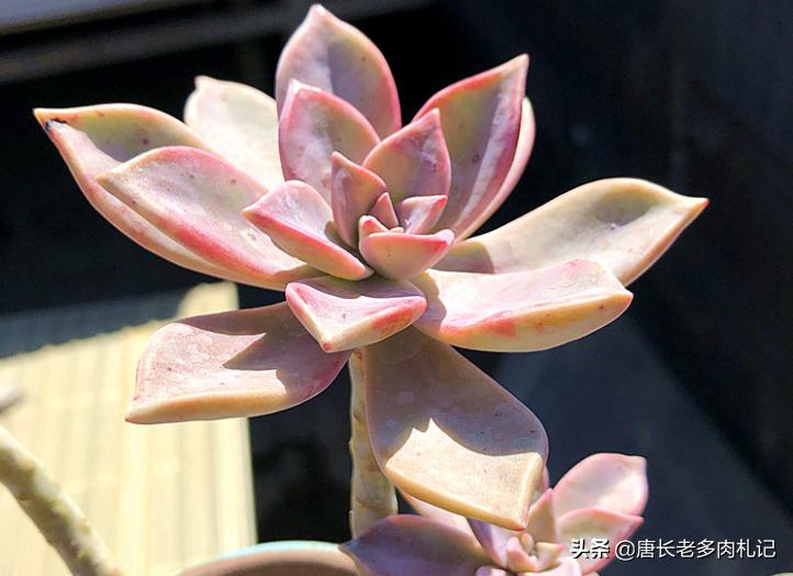 雾里看花——韩国初恋和韩彩莲身世成谜，它们会是同一种多肉吗？