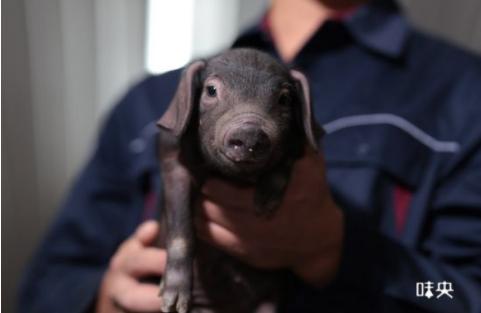 华为要进军养殖业吗,华为科技公司养猪