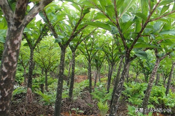 魔芋的种植技术魔芋怎么种,魔芋种植底肥放魔芋上好吗