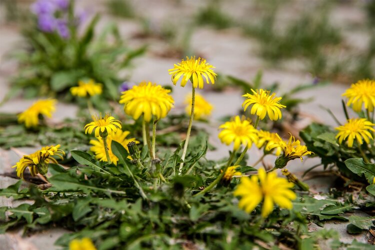 蒲公英被誉为“药草皇后”，泡水喝好处多多，但3类人群不建议碰