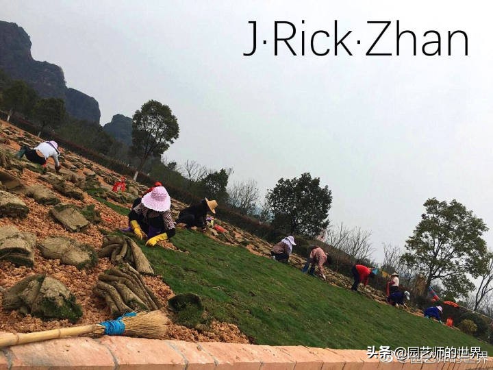 高尔夫果岭草坪家庭院子种植,麦冬草坪种植方法和注意事项