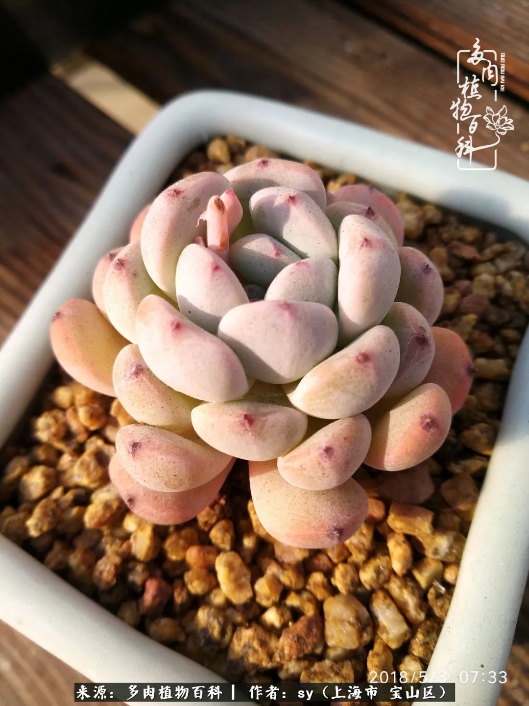 包邮区能养出状态的多肉,包邮区多肉养不死的品种