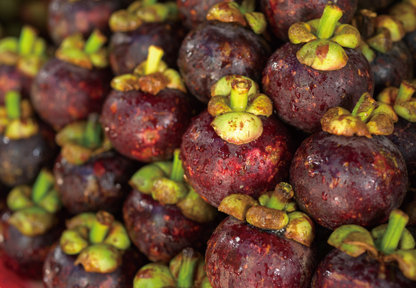 为啥桑葚杨梅里面的虫子特别多,杨梅荔枝泡出来的小虫子