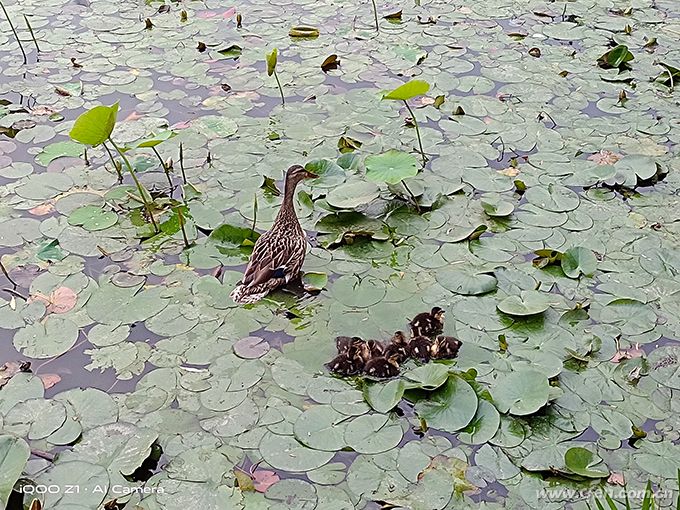 iqooz1天玑1000是骁龙多少,iqooz1全面评测首发天玑1000plus