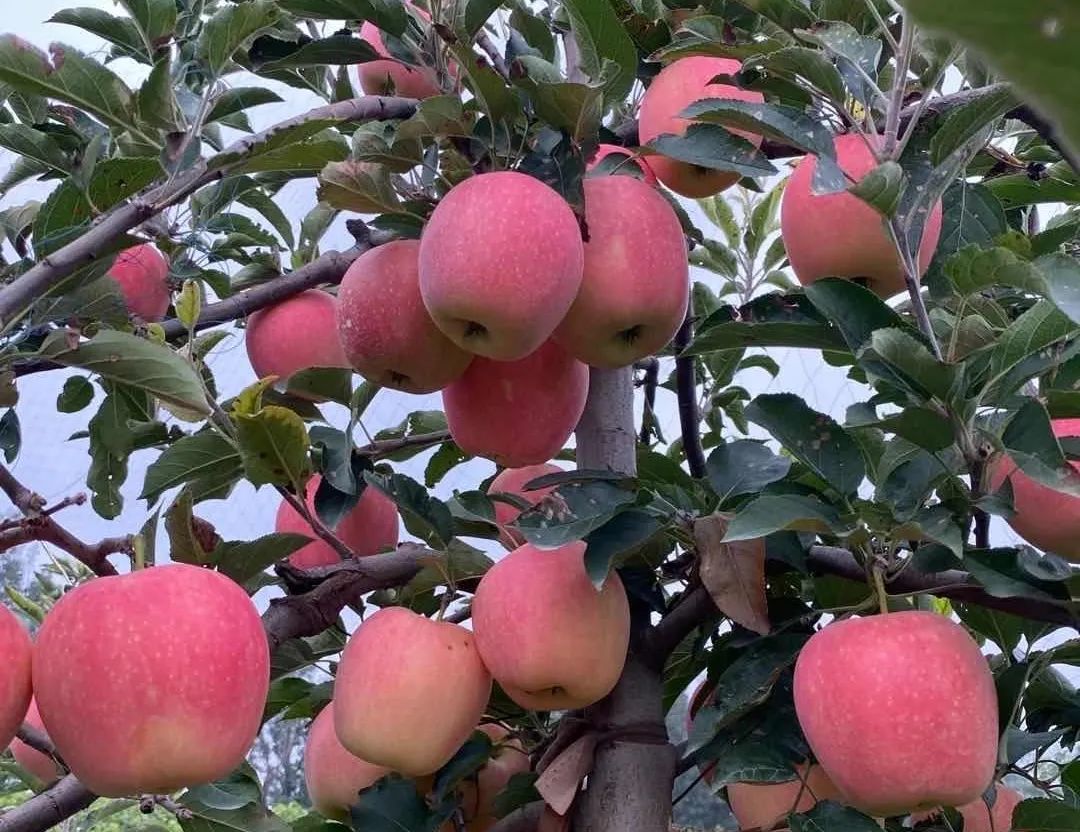 昌平自驾游京郊最佳好去处,北京昌平区冬季旅游