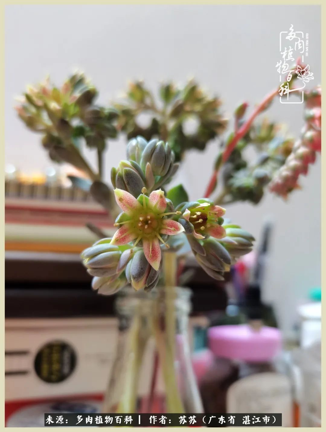 不要辜负与多肉的美好时光,多肉可以给人岁月静好的感觉