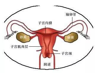 啪啪过的女性90%都会得这种病！扩散，现在知道还不晚