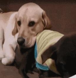 养狗狗新手必备拉布拉多,第一次养狗拉布拉多需要准备什么