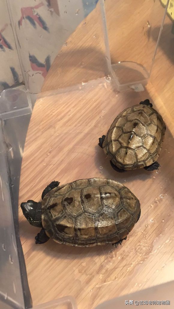如何预防幼龟一般常见疾病,宠物龟常见疾病与治疗方法图片