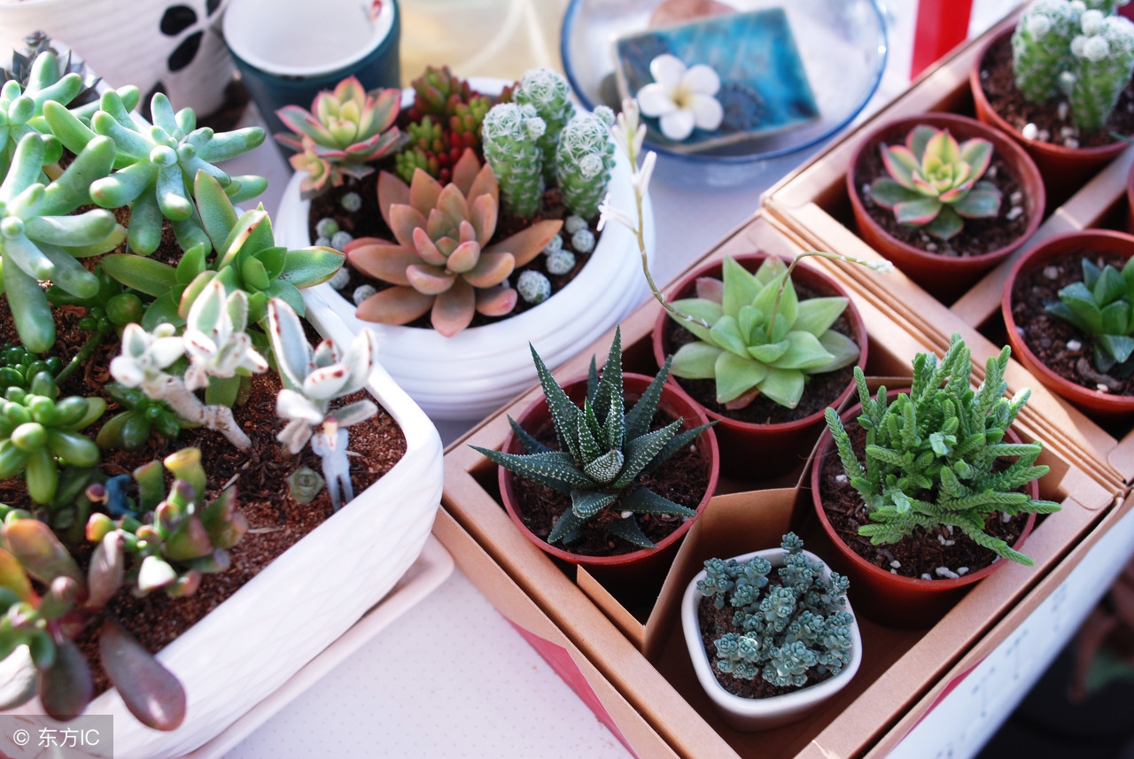 多肉叶子为什么一碰就掉,多肉叶子一碰就掉怎么办