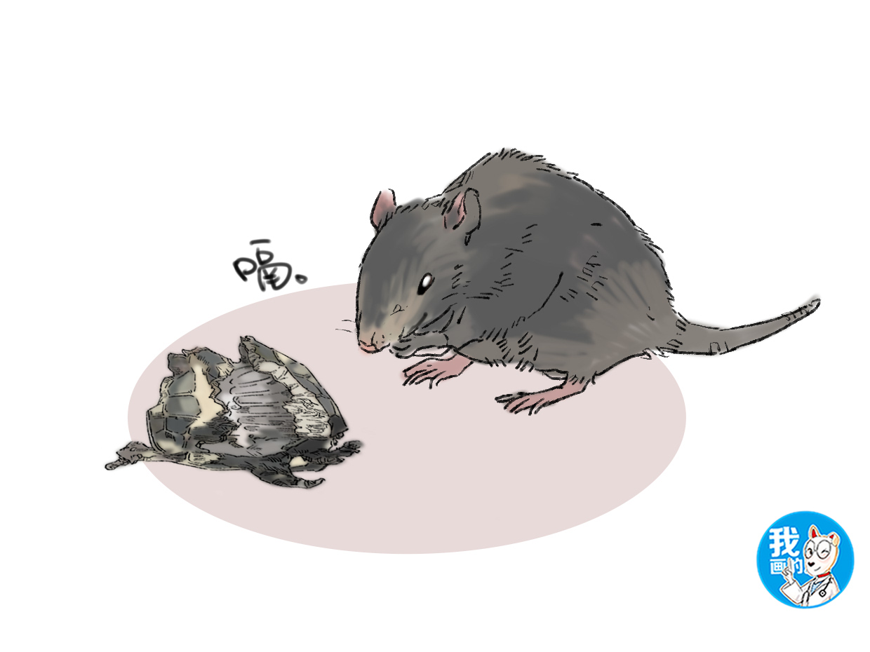 男子无意间发现失踪多年的乌龟,男子回来发现乌龟只剩龟骨架