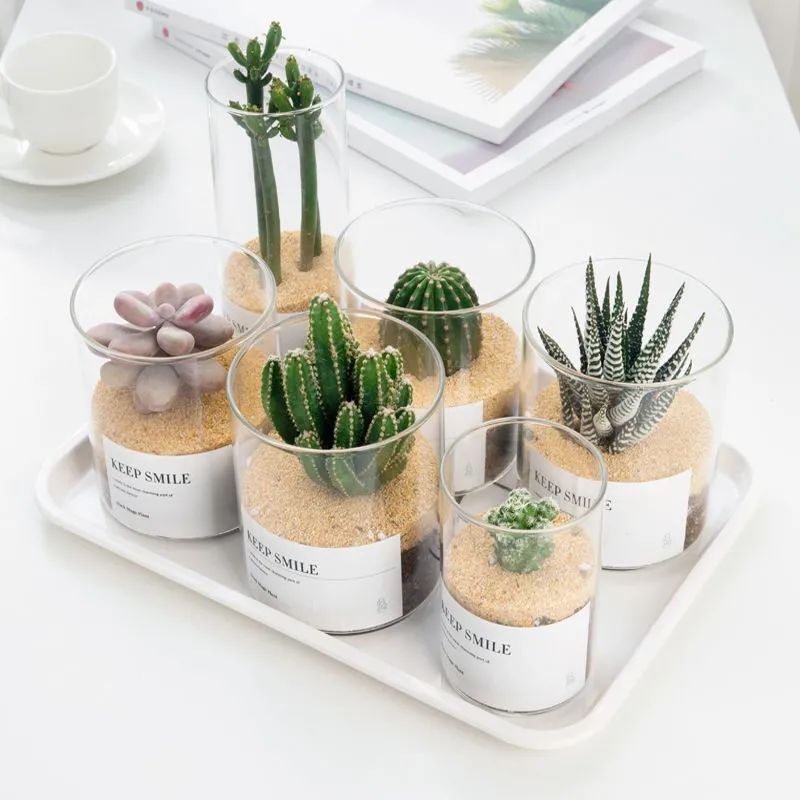 什么植物防辐射吸甲醛,防辐射吸甲醛最好植物