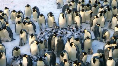 从企鹅蛋到企鹅幼崽的全过程,为什么企鹅爸爸孵化自己的孩子