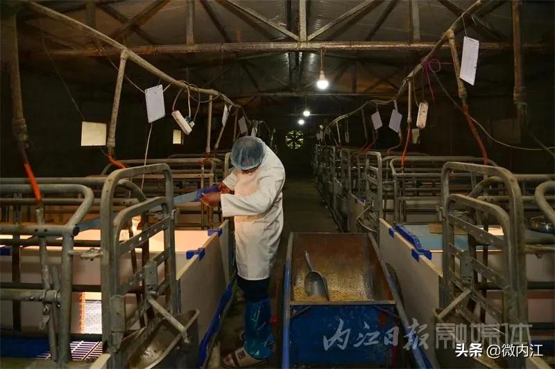 内江黑猪和乌金猪,内江黑猪跟太湖猪是一样吗