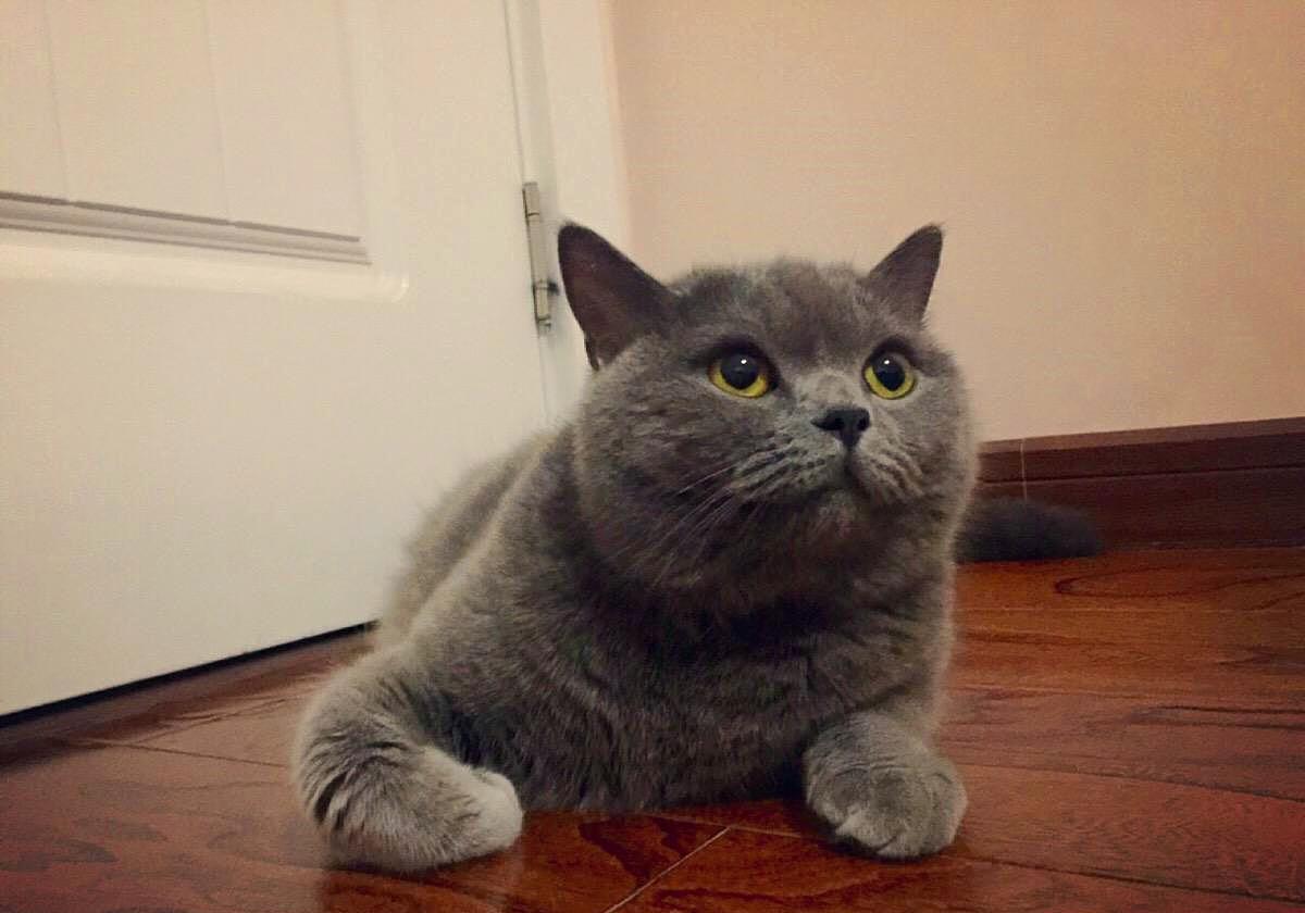 猫咪为什么会传染严重的猫疾病,猫咪传染猫咪的病有哪些症状