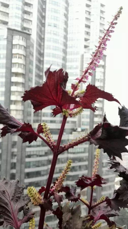 春天养一盆草花,养这4种花放松安神能睡更香