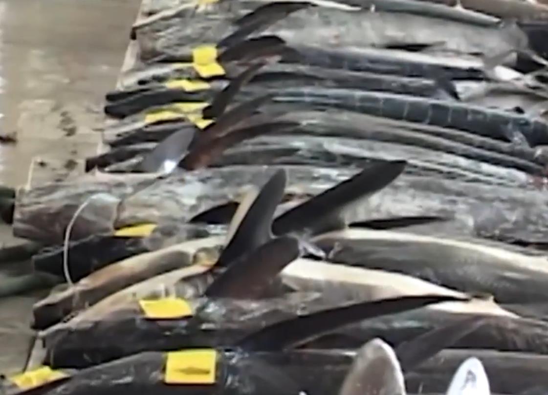 人类割掉鳍的鲨鱼还能活多久,鲨鱼的鳍被割掉后扔回大海