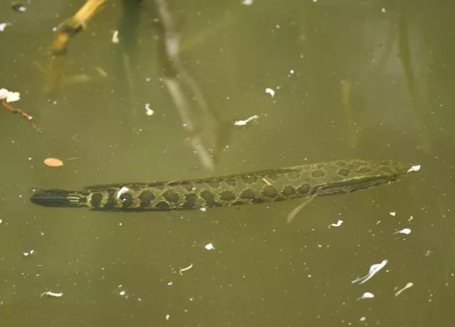 黑鱼基本都在哪,关于黑鱼的深度解析