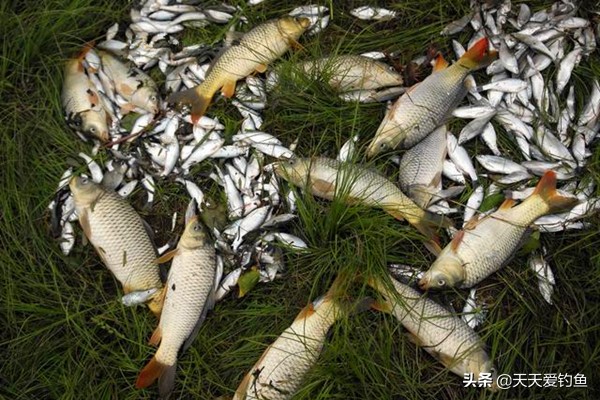 海竿盒饭钓法,海竿弹簧钩底钓技巧