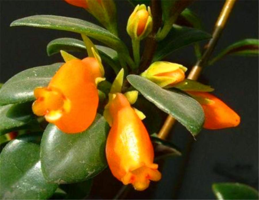 盆栽金鱼吊兰什么时候开花,秋季刚买的金鱼吊兰能开花