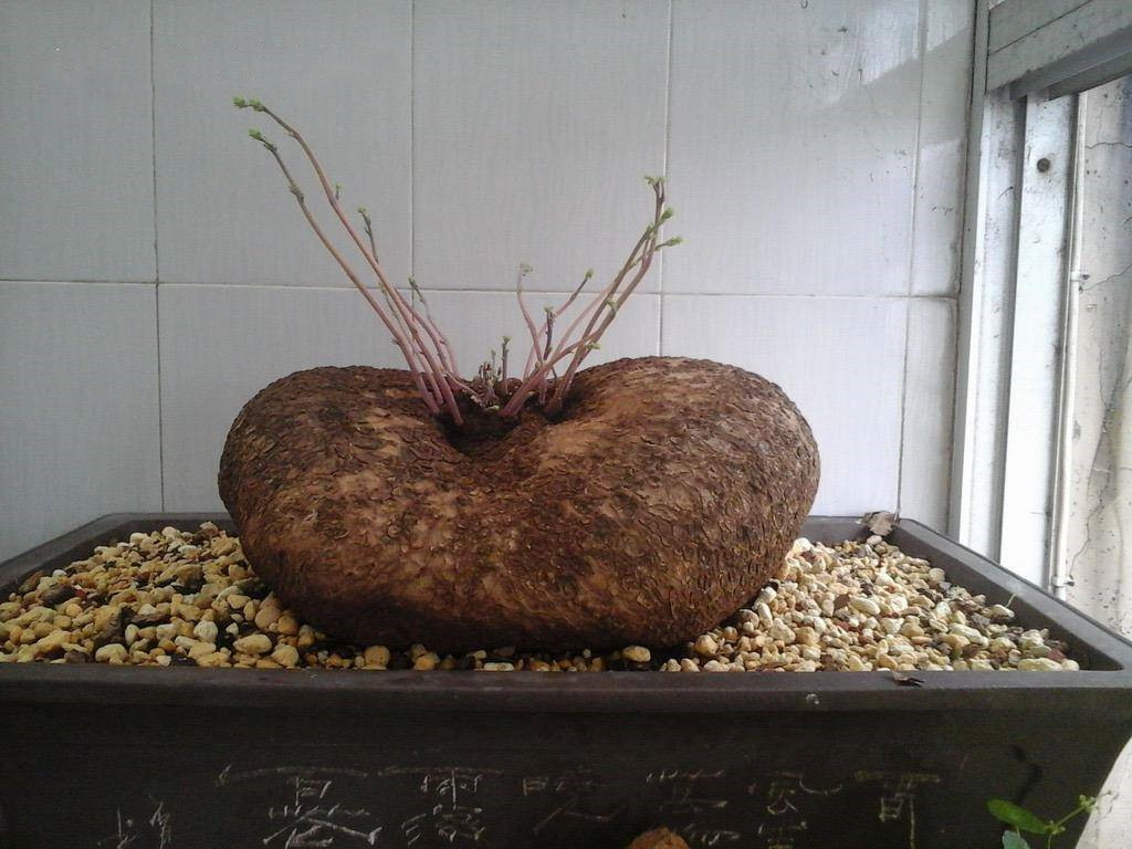 山乌龟的用处和不好的地方,野生山乌龟有什么作用