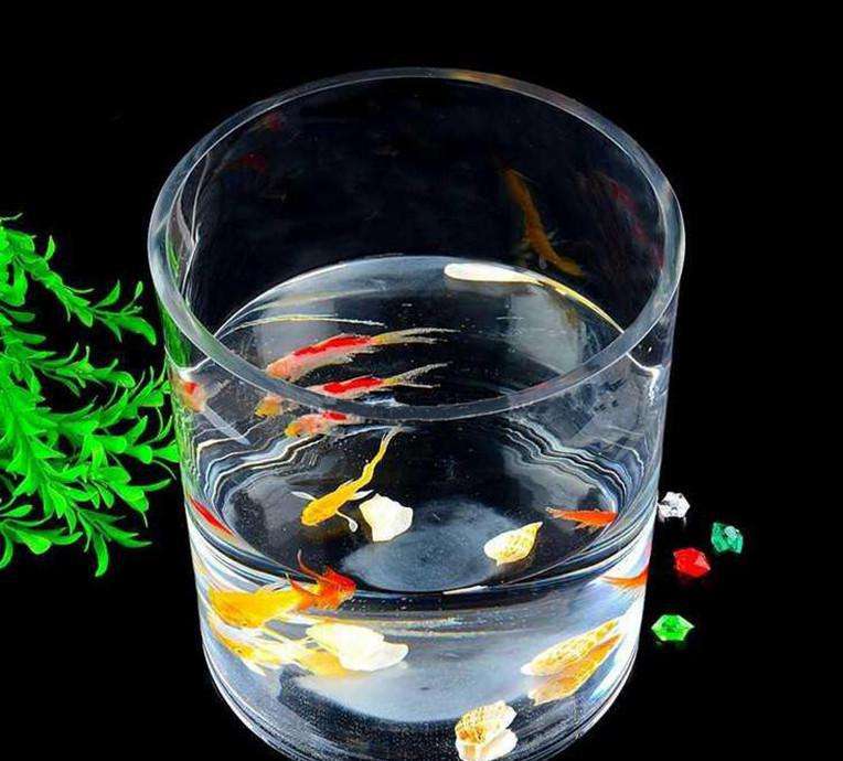 适合花鱼共养的水培植物,什么水培花卉可以和鱼一起养的