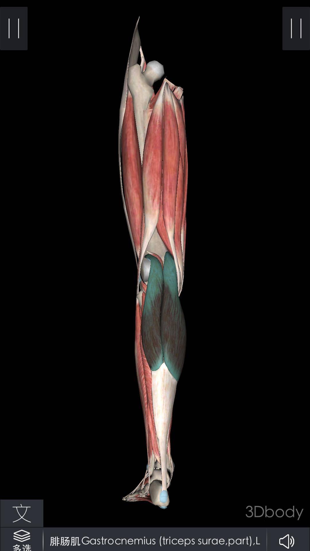 小腿粗壮按摩小腿会变瘦吗,怎么按摩小腿让小腿瘦下