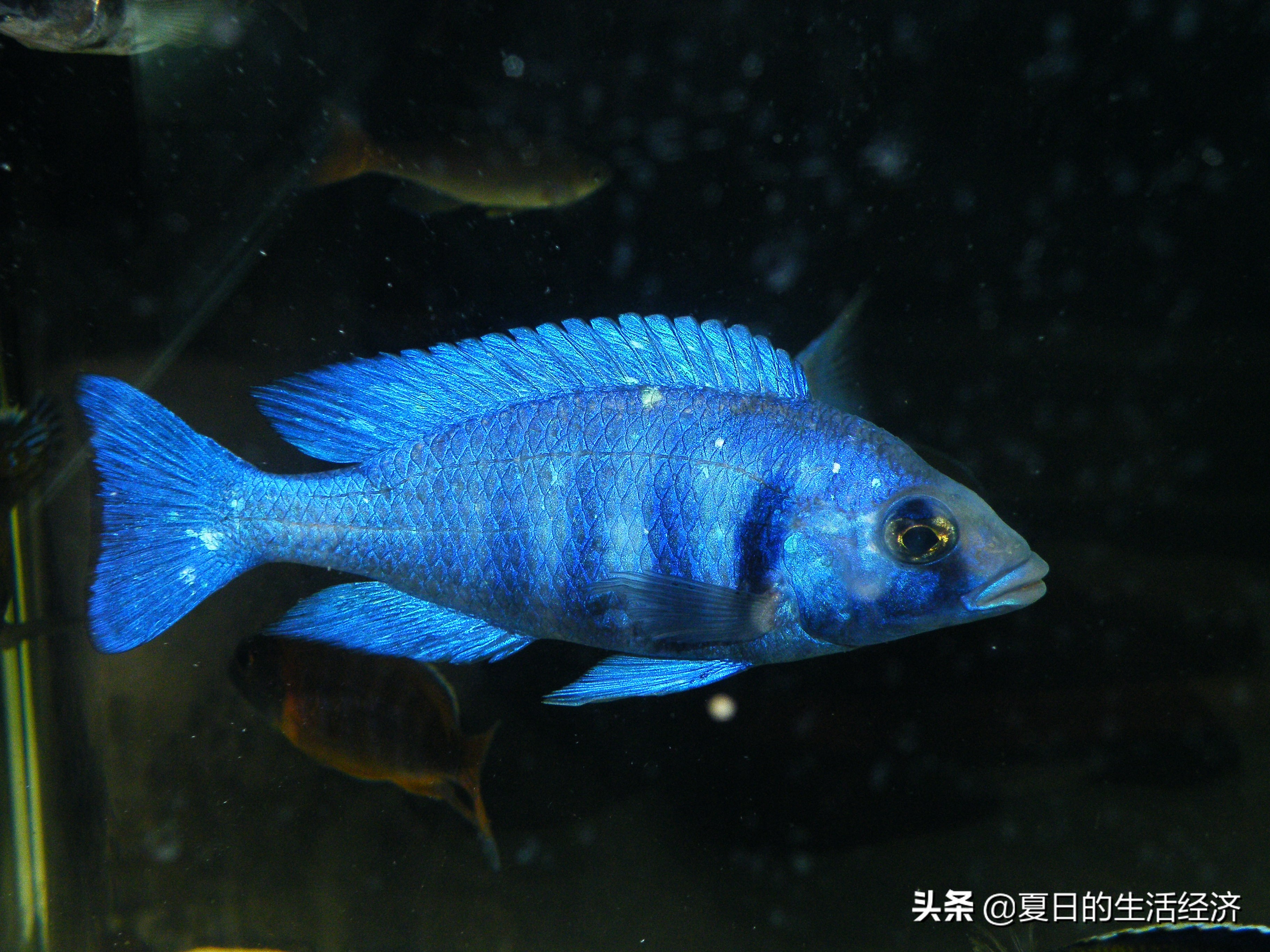 回忆三湖,三湖慈鲷纪念