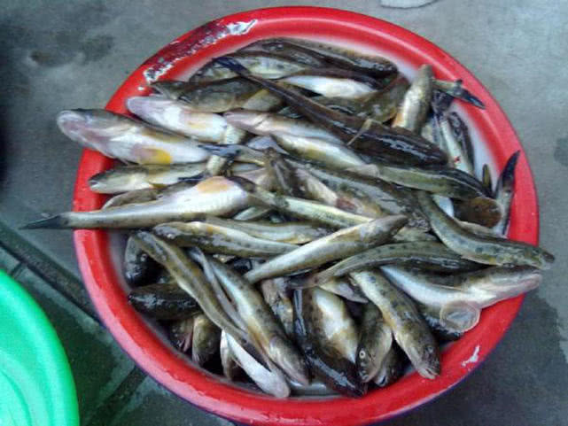 盐沟里钓“光鱼”，体形似胡萝卜，有点虎头蛇尾的感觉