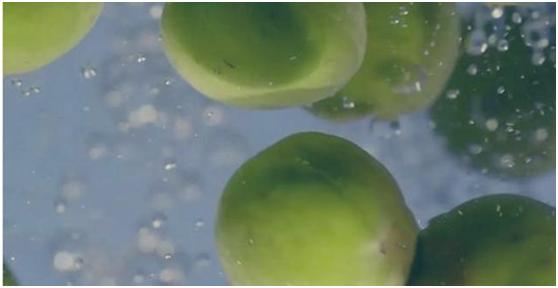 古人如何处理有毒食物的,其实古人饮食更毒