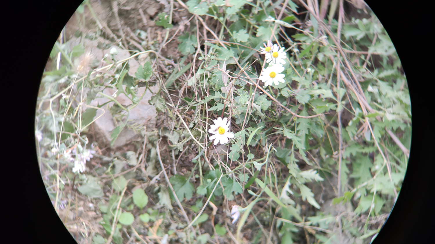 星特朗天文望远镜1100效果,星特朗望远镜4mm非球面目镜