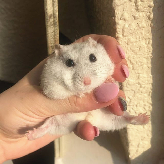 仓鼠妈妈望子成龙，为让宝宝成为吊环王子，不惜从喝奶抓起