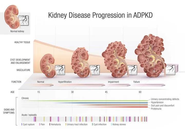 纯种猫可能会得的病,铲屎官怀疑自家猫咪是只法国猫