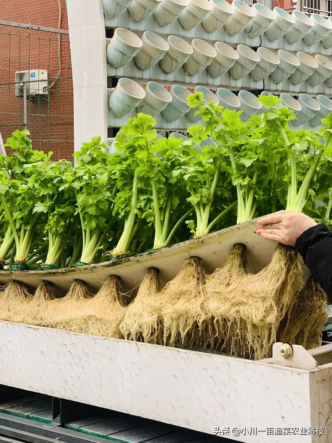 鱼菜共生系统全套设备,鱼菜共生系统管理方案