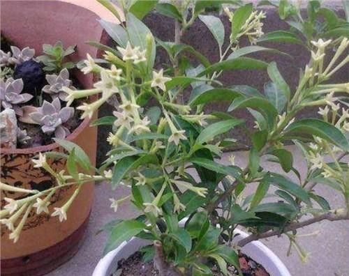 蚊子克星夏天外出必备,蚊子最怕的老窝