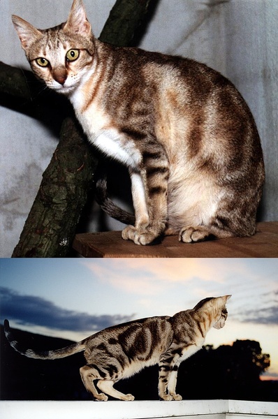 各种猫咪花纹品种,名贵品种猫咪大全