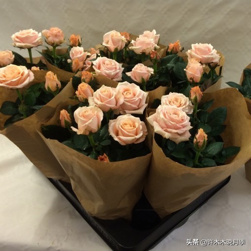 阳台最好养的月季品种推荐,四季开花最好养最好看的月季