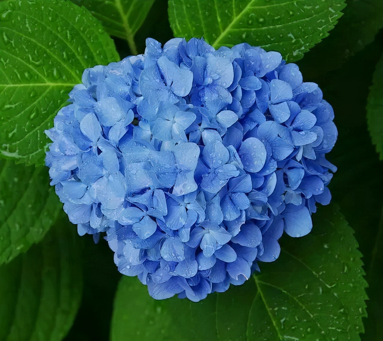 十种蓝色花,常见的六种蓝色花