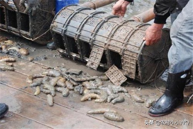 福建吊笼海参养殖技术,海参养殖技术视频全集