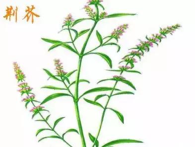 整合——28种青草药，赶快收藏备用！